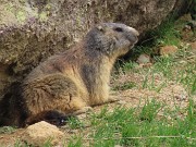 Festa di fiori e marmotte sui sentieri per i Monti Foppa (1895 m) e Avaro (2088 m)–28magg25- FOTOGALLERY
